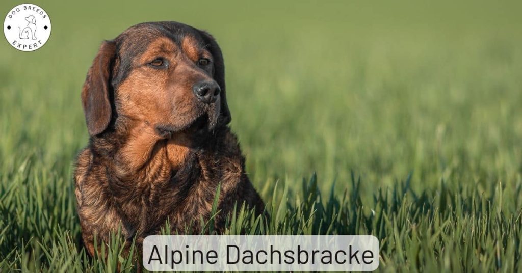Alpine Dachsbracke