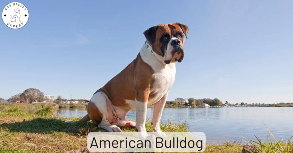 American Bulldog