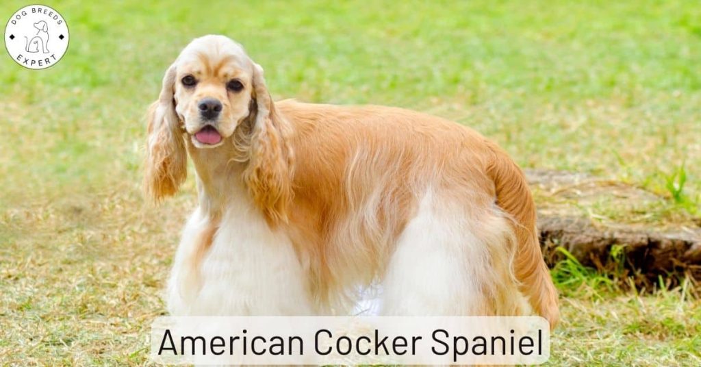 American Cocker Spaniel