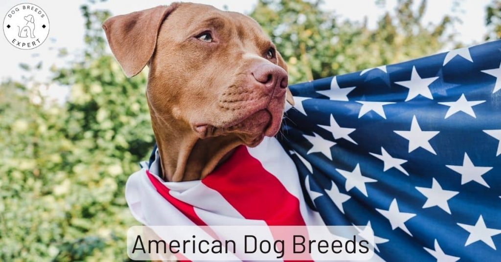 American Dog Breeds
