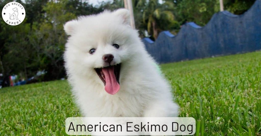 American Eskimo Dog