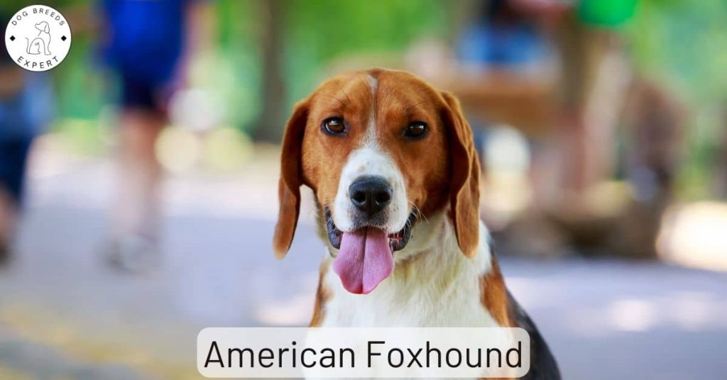 American Foxhound