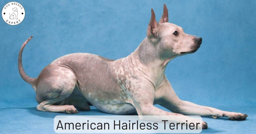 American Hairless Terrier