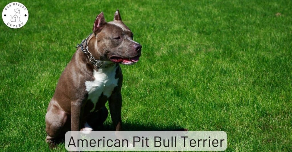 American Pit Bull Terrier
