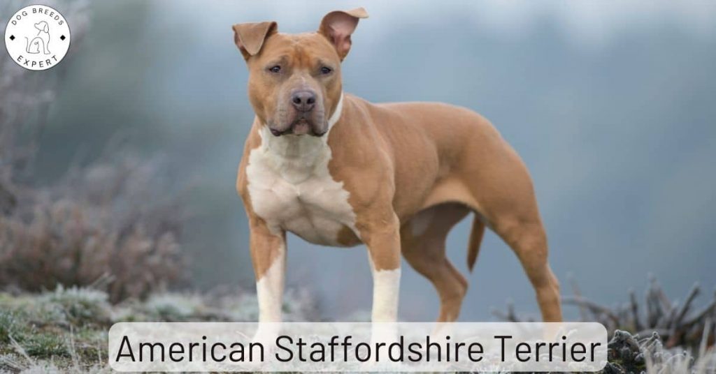 American Staffordshire Terrier