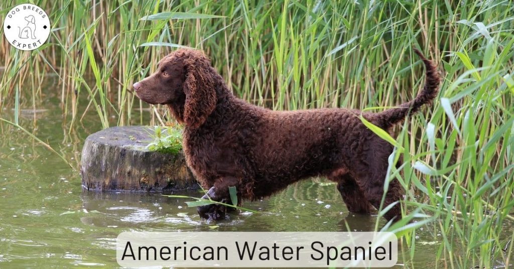 American Water Spaniel