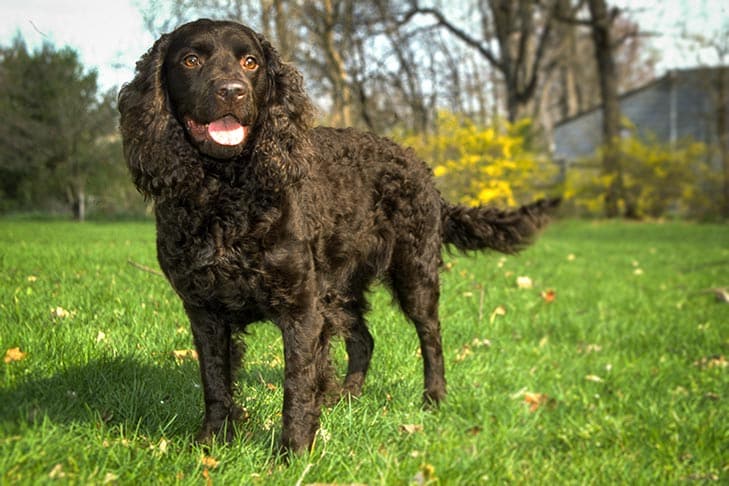 An American Water Spaniel standing on grass in a park