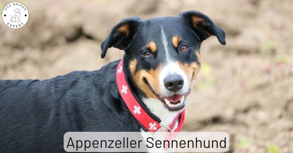 Appenzeller Sennenhund