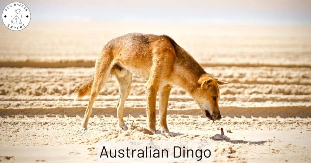 Australian Dingo