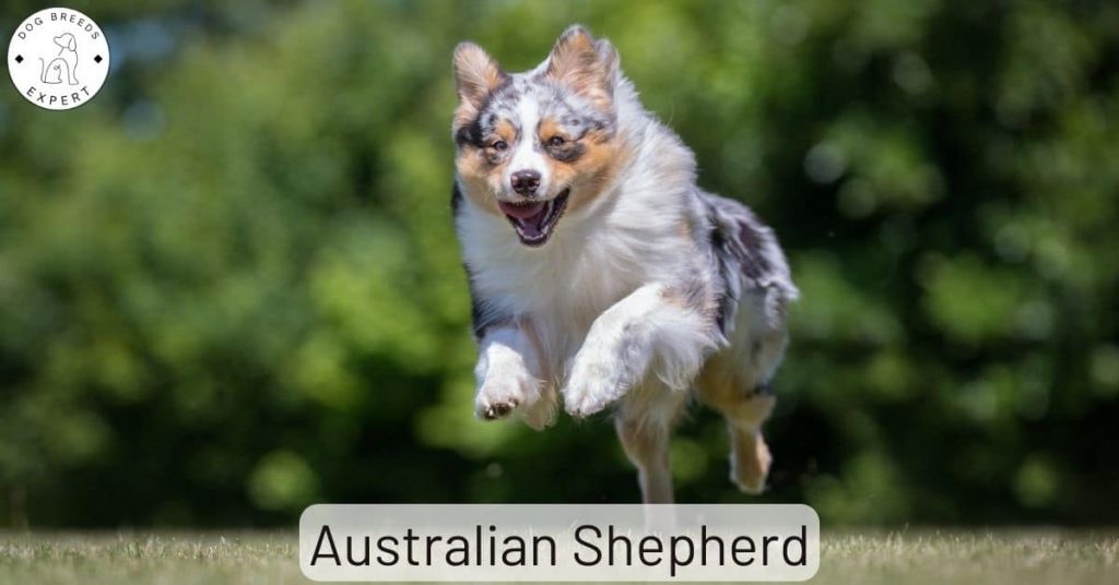 Australian Shepherd