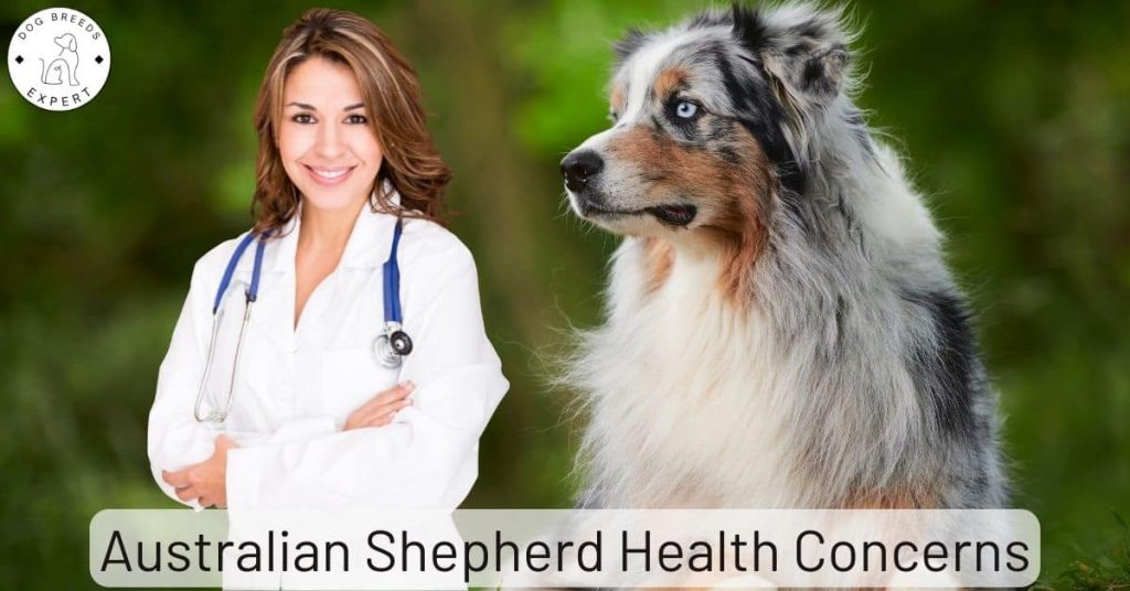 Australian Shepherd Health Concerns