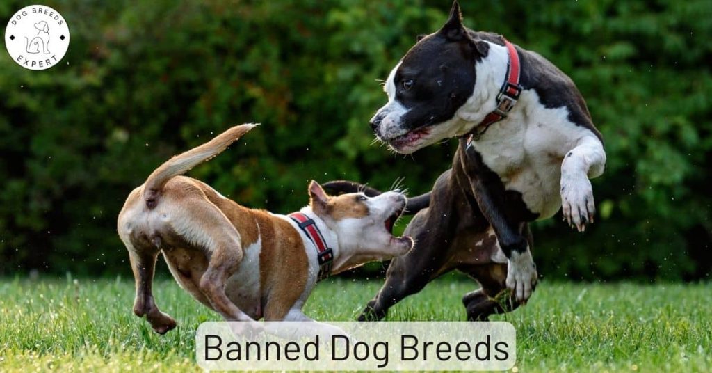 Banned Dog Breeds