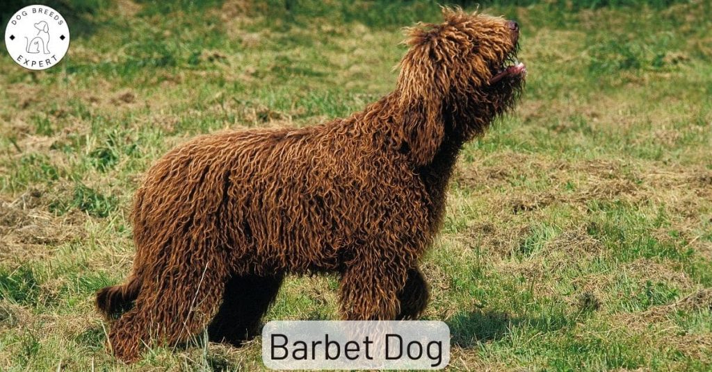 Barbet Dog