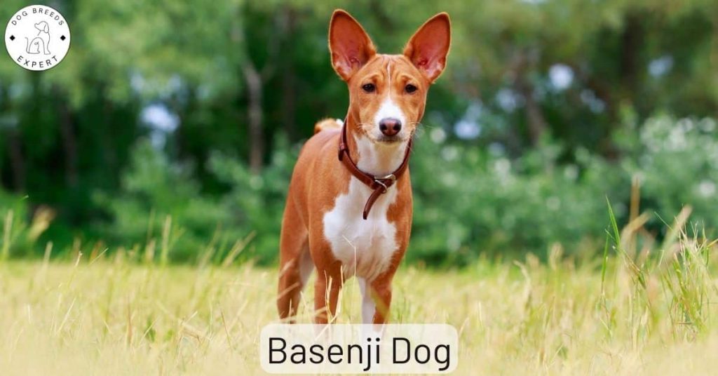 Basenji Dog