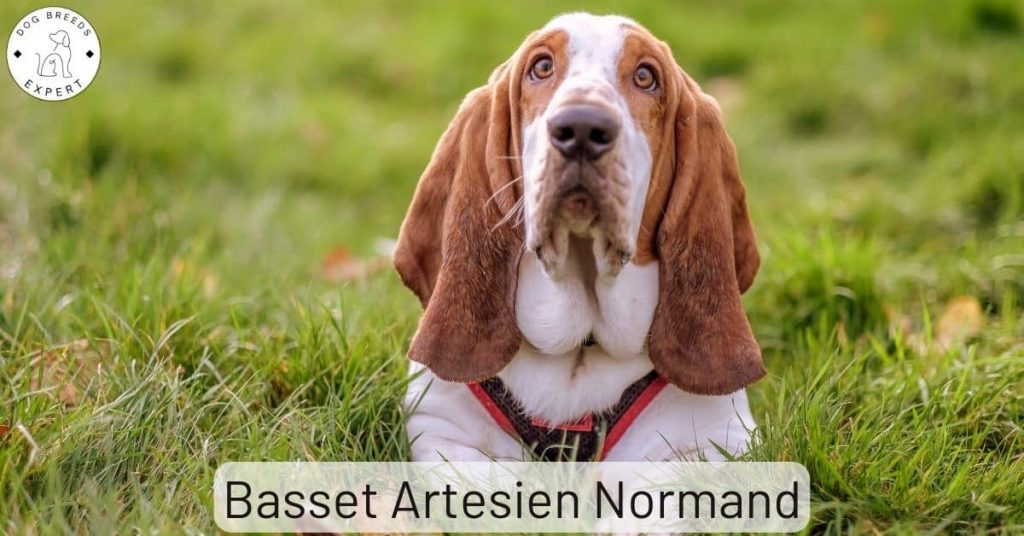 Basset Artesien Normand