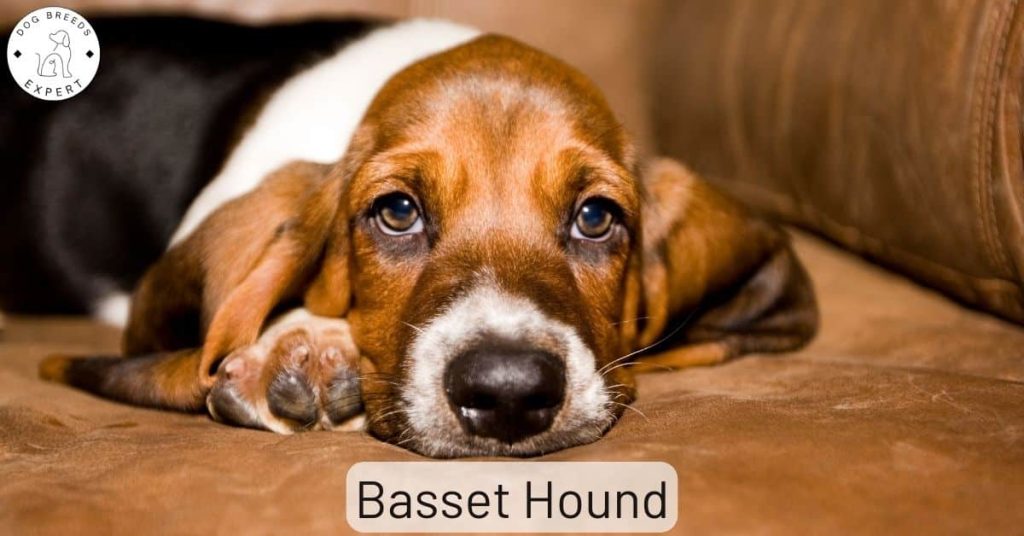 Basset Hound