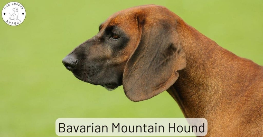 Bavarian Mountain Hound