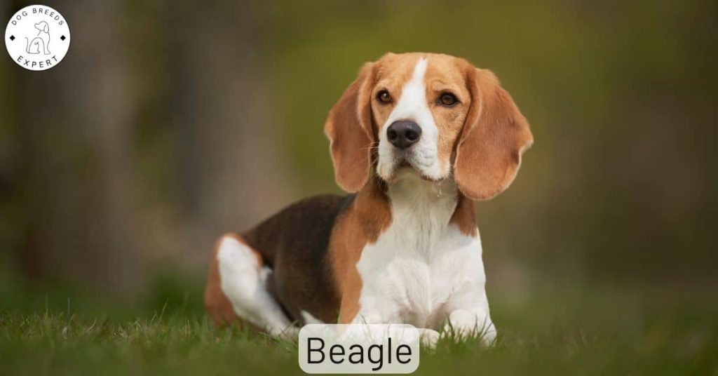 Beagle
