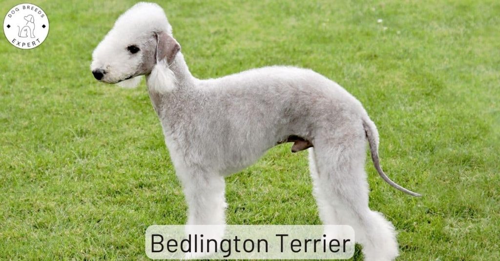 Bedlington Terrier
