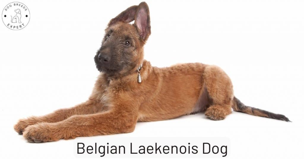 Belgian Laekenois Dog