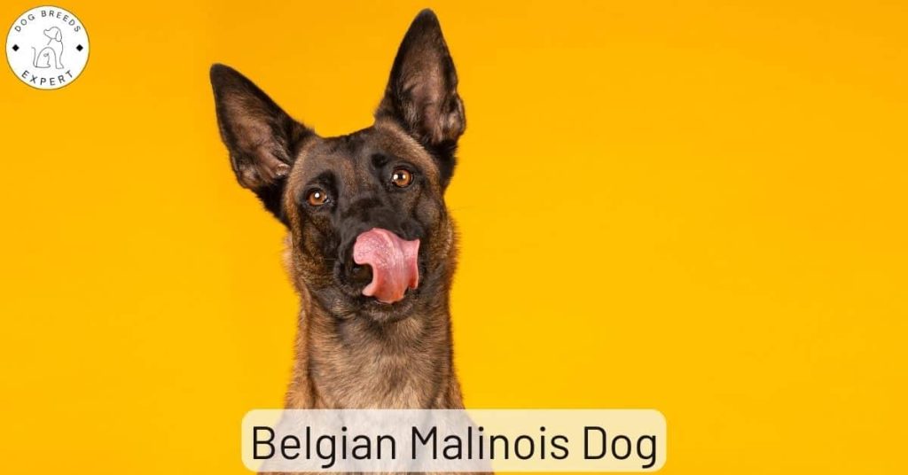 Belgian Malinois Dog