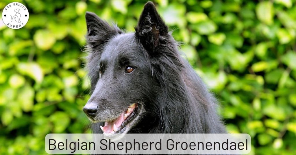 Belgian Groenendael Shepherd
