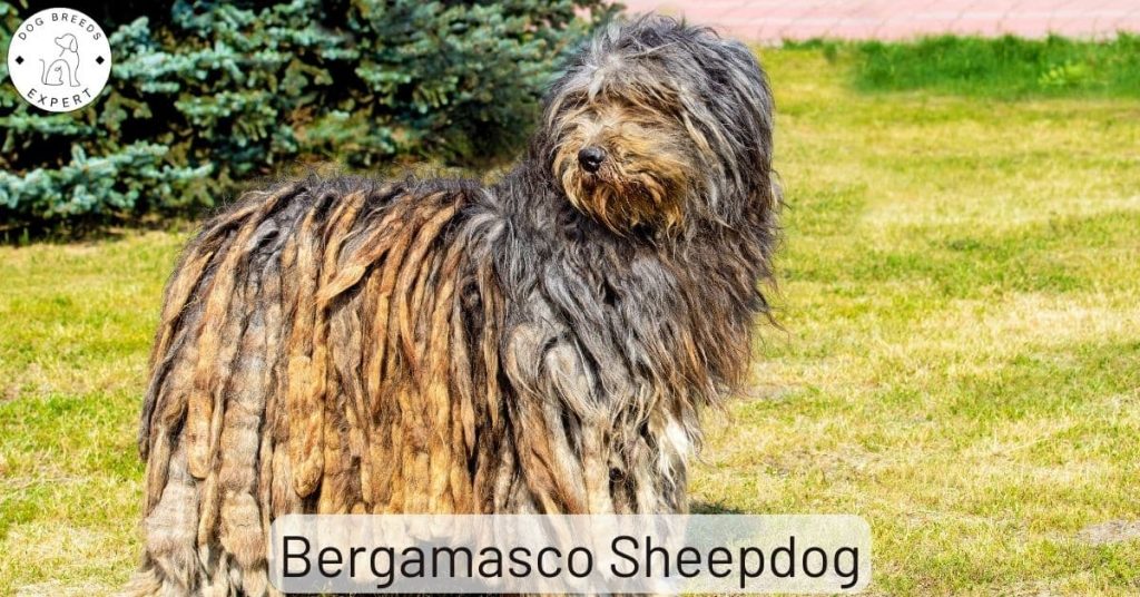Bergamasco Sheepdog