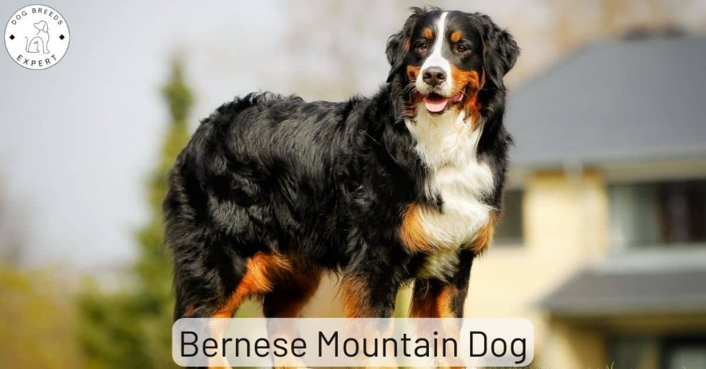 Bernese Mountain Dog