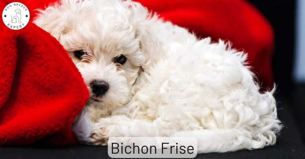 Bichon Frise