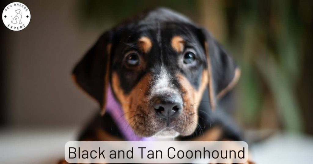 Black and Tan Coonhound