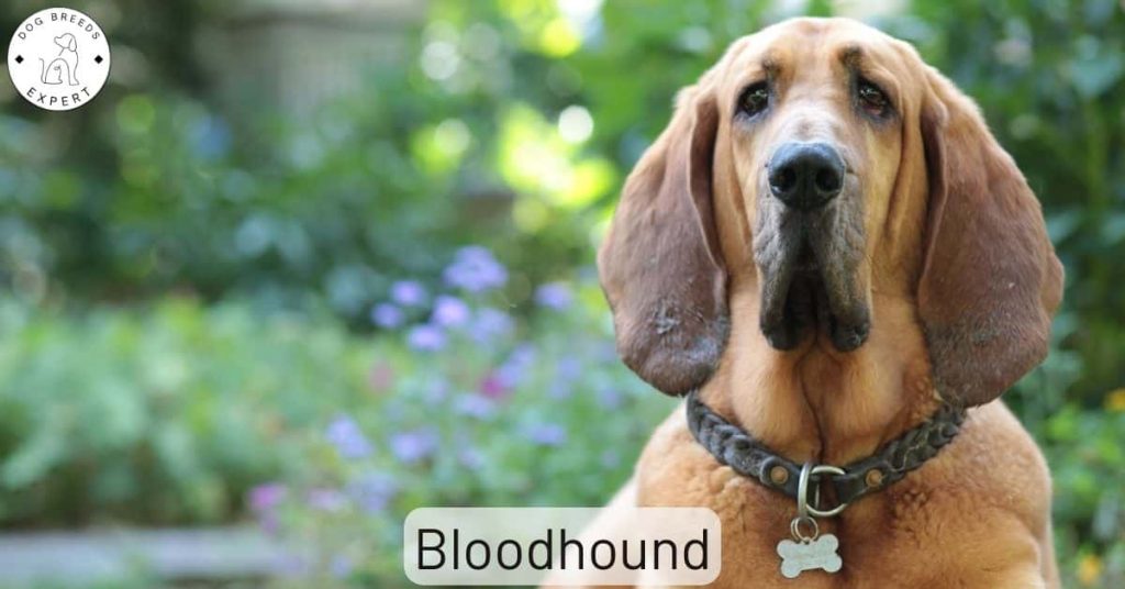 Bloodhound