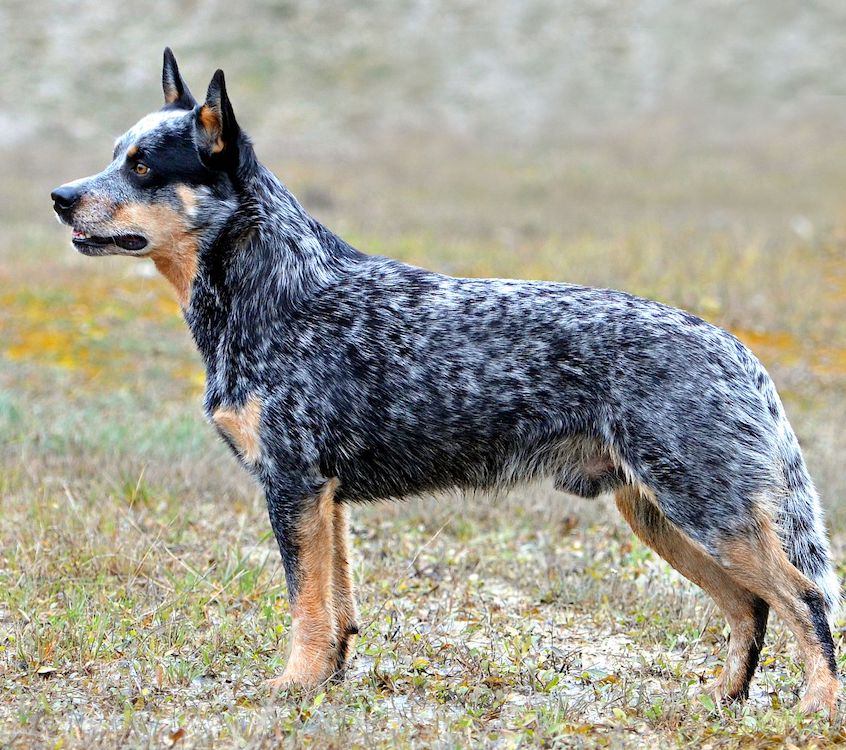 A Blue Heeler dog standing outdoors in a field, looking to the left.