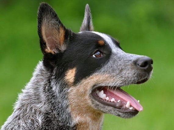 The head of a Blue Heeler dog, looking to the right with its mouth open.