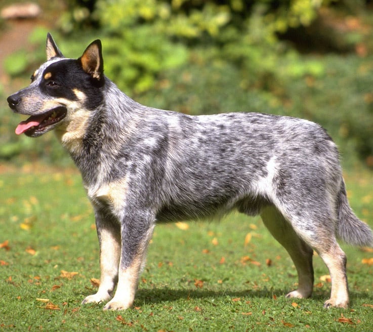 A Blue Heeler dog standing on grass in front of a wood, in the sunshine.