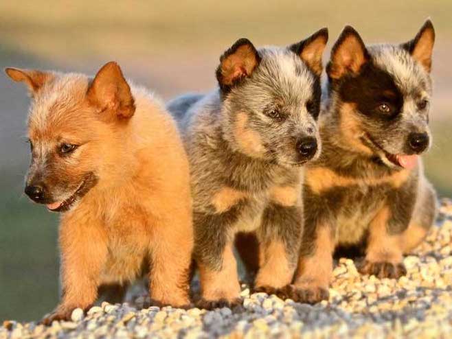 Three Blue Heeler puppies in the sunshine