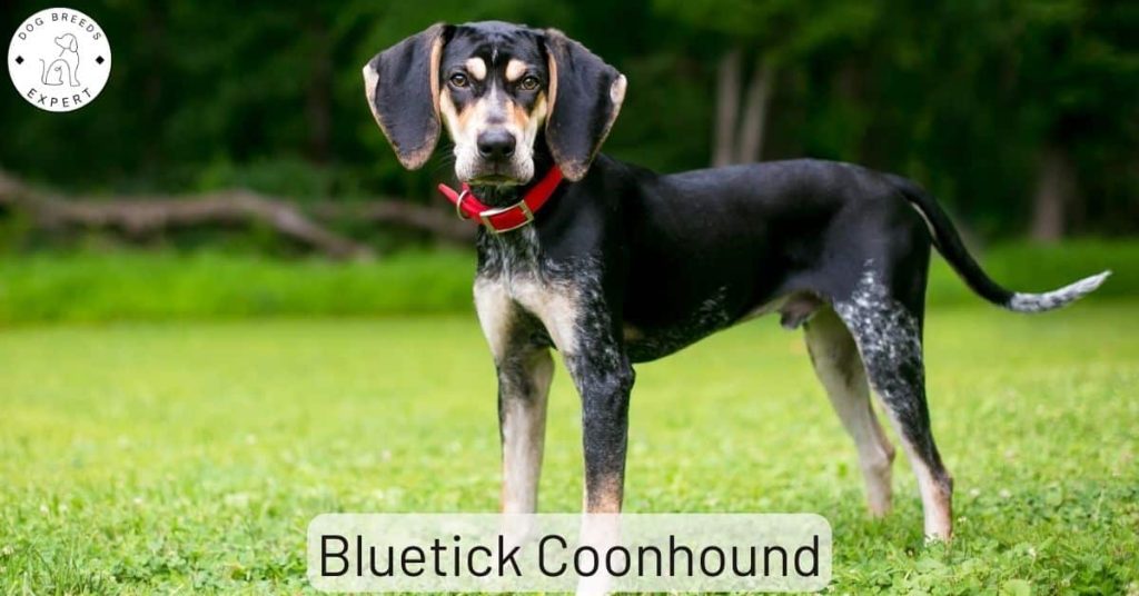 Bluetick Coonhound