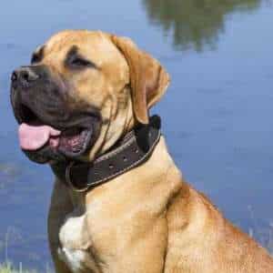 An African Boerboel dog sitting down in front of a blue water lake An African Boerboel dog sitting down in front of a blue water lake