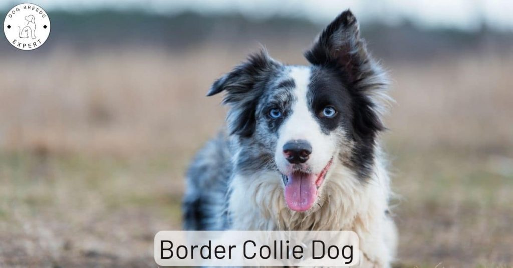 Border Collie