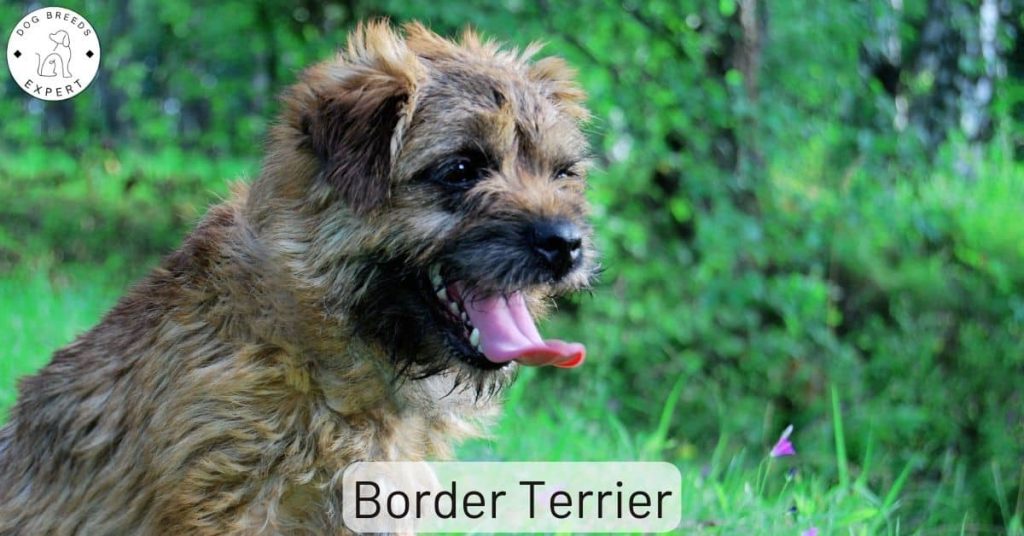 Border Terrier