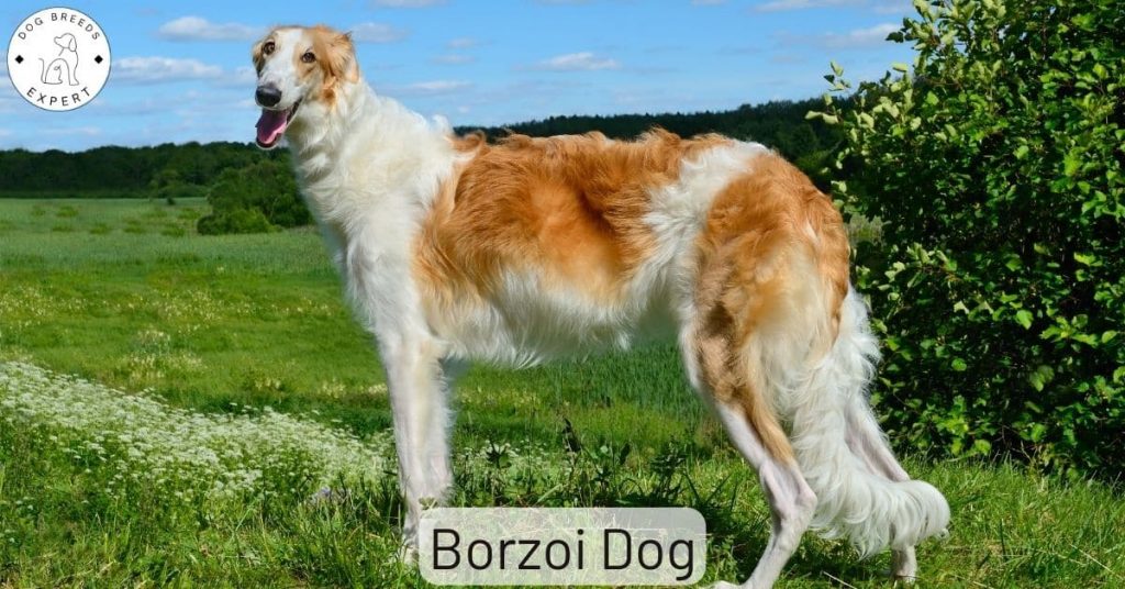 Borzoi Dog