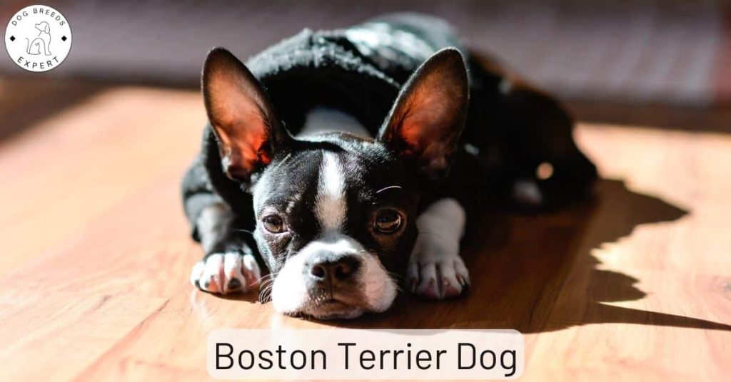 Boston Terrier