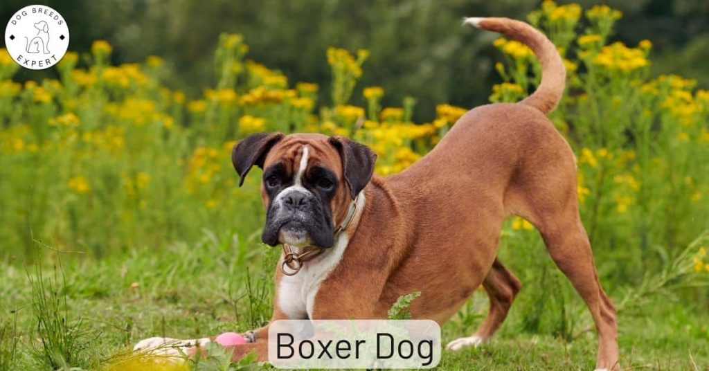 Boxer Dog