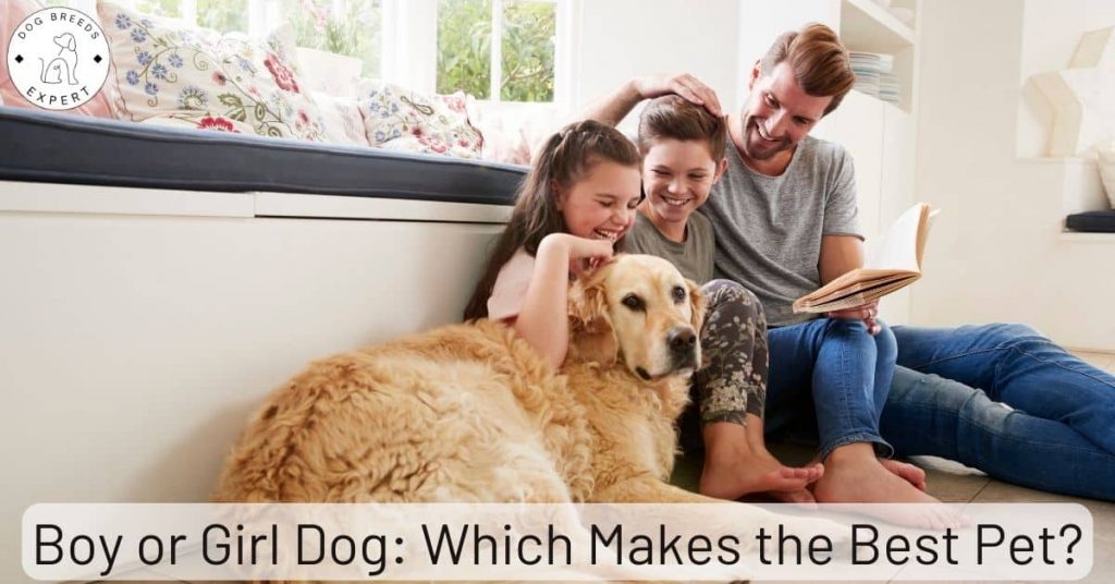 Boy or Girl Dog