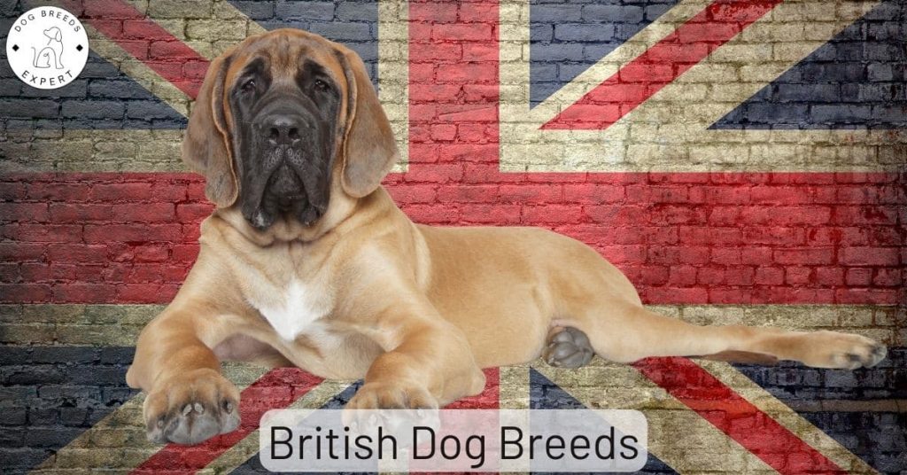 British Dog Breeds – Which Dogs Are British? Are You Curious?