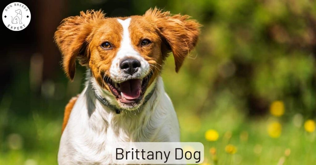 Brittany Dog