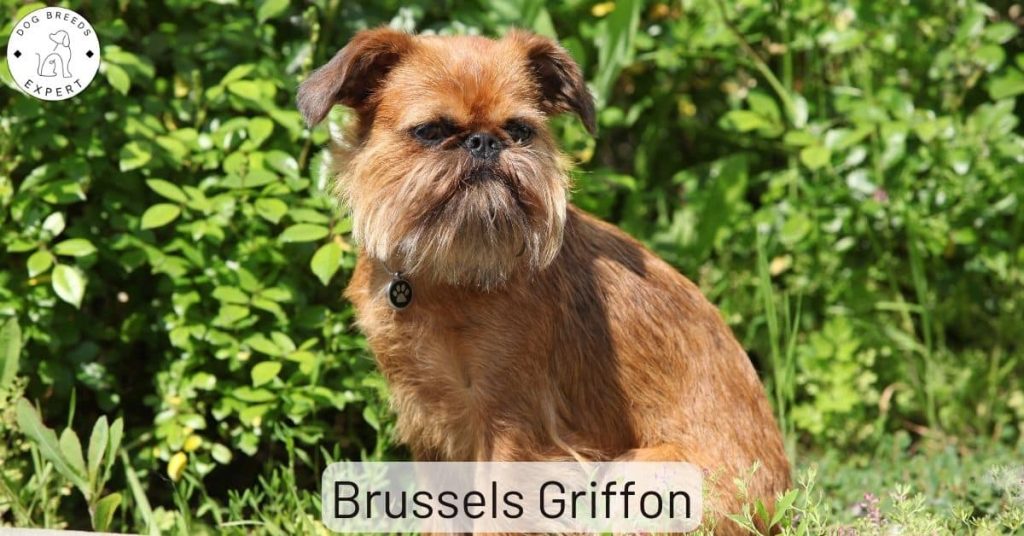 Brussels Griffon
