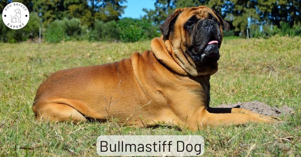 Bullmastiff Dog