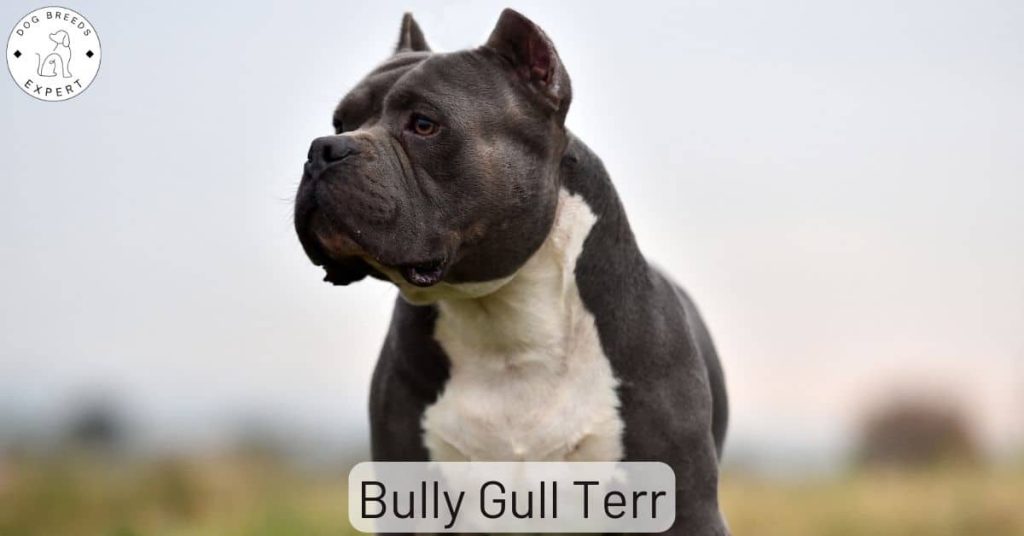 Bully Gull Terr