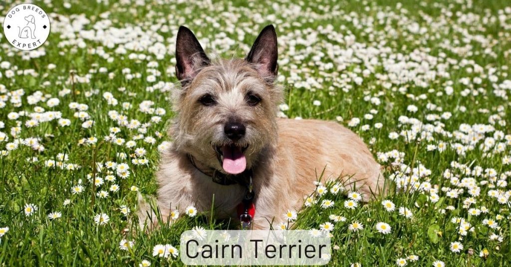 Cairn Terrier