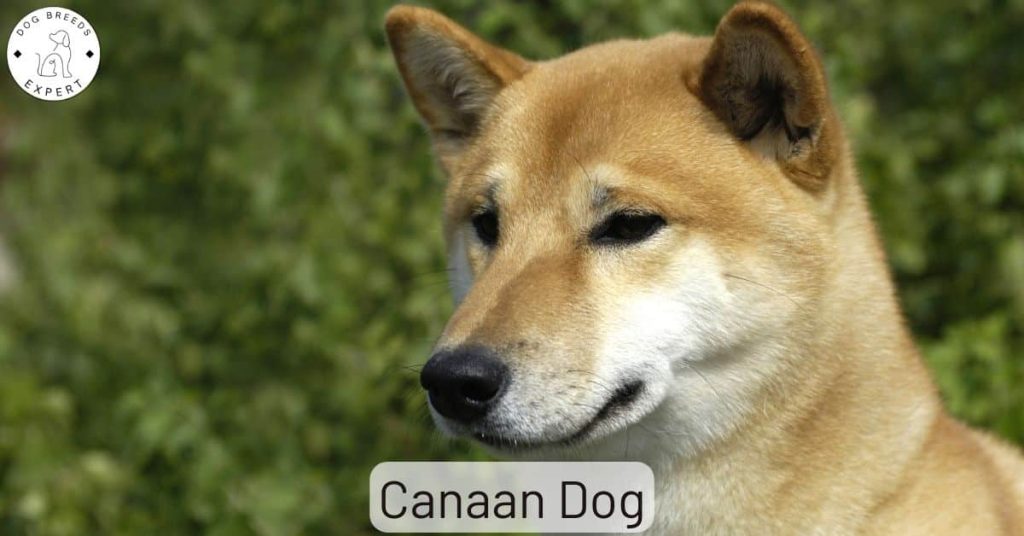 Canaan Dog